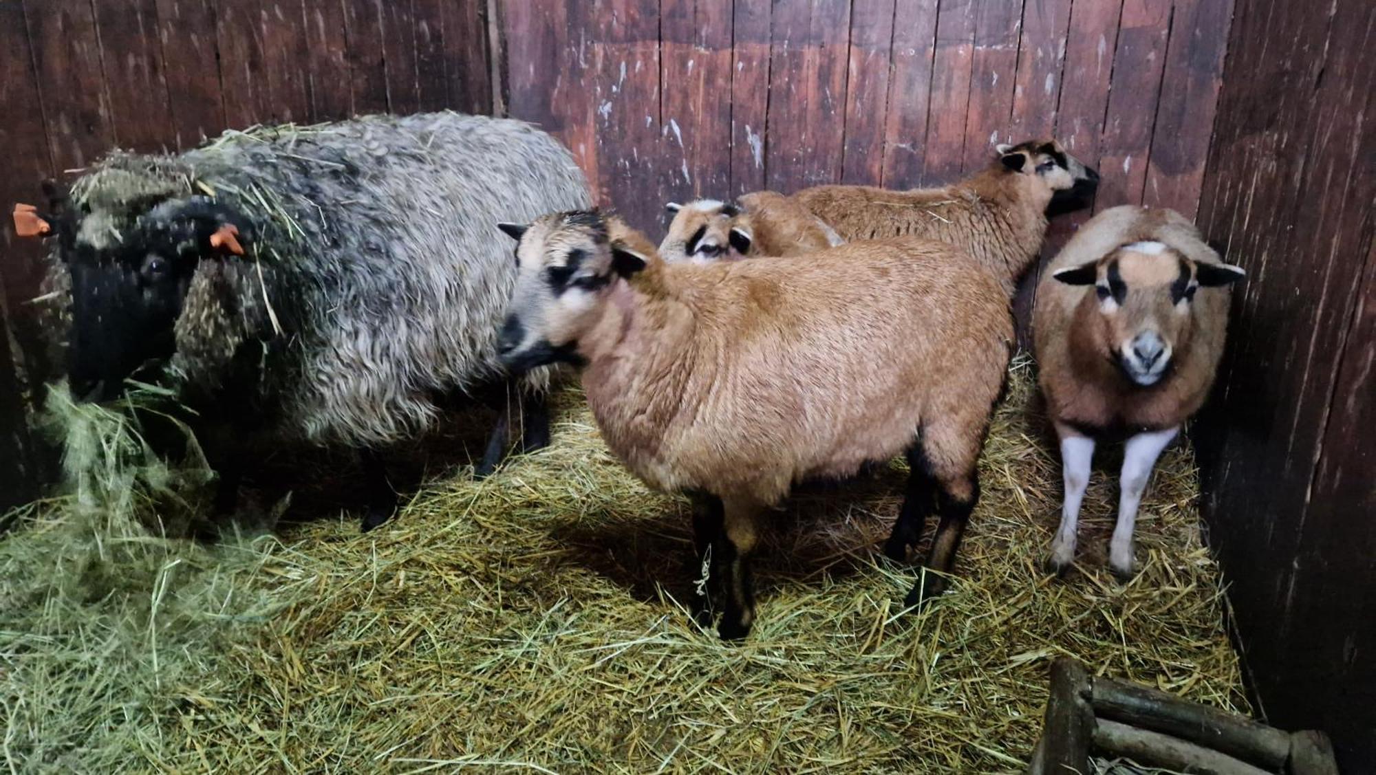 Rancho Colorado Villa Trzciel Kültér fotó