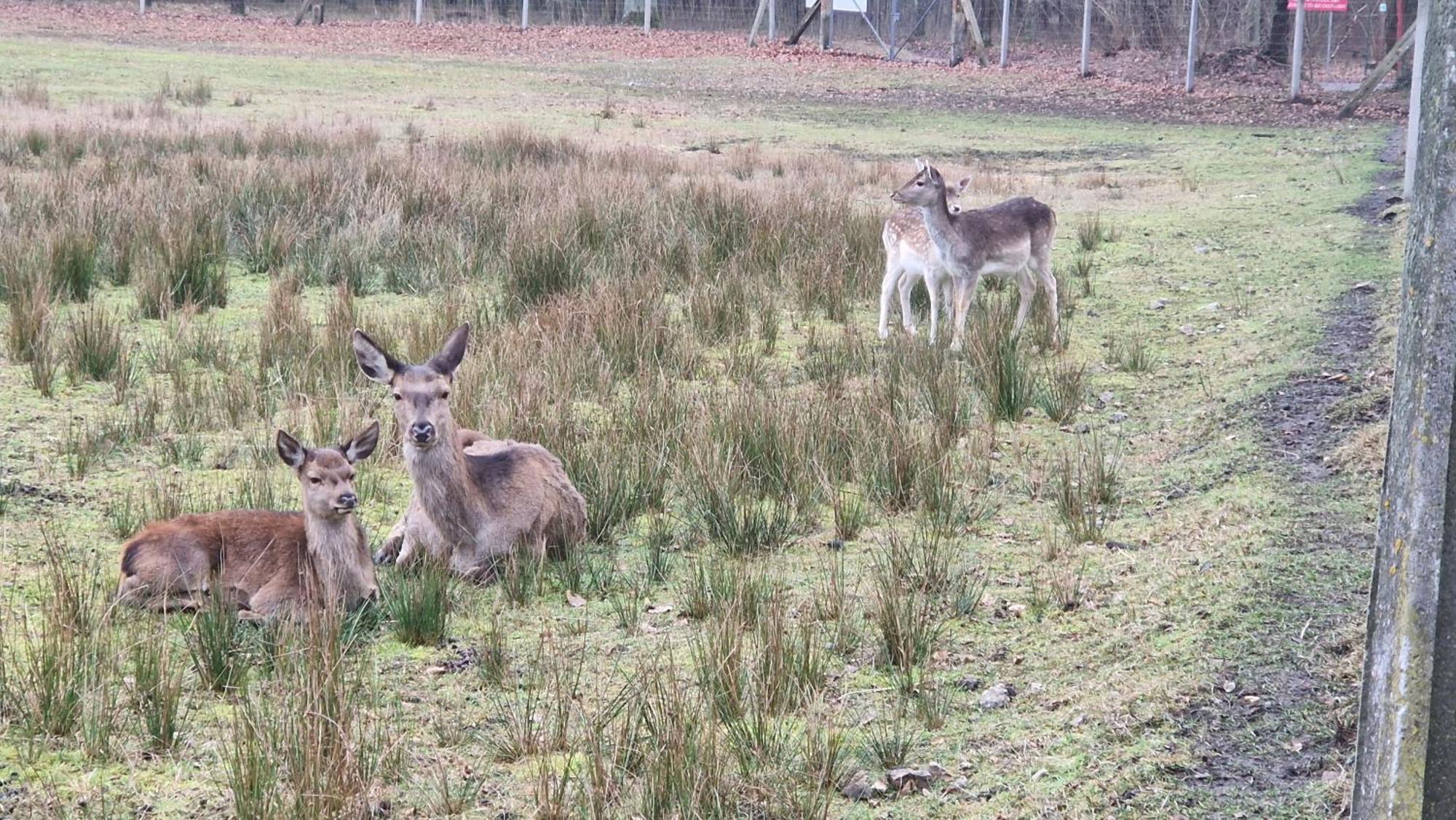 Rancho Colorado Villa Trzciel Kültér fotó