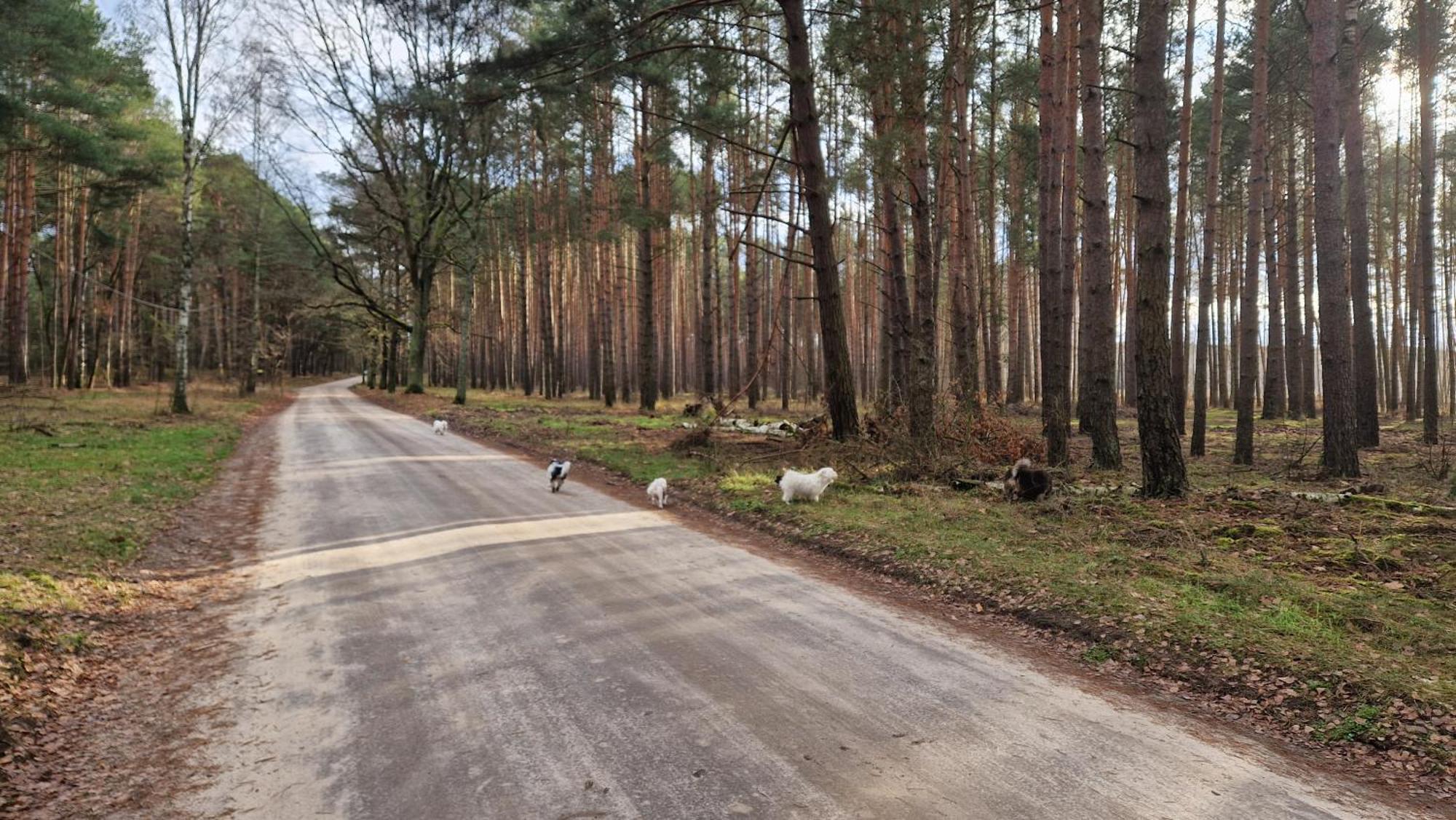 Rancho Colorado Villa Trzciel Kültér fotó