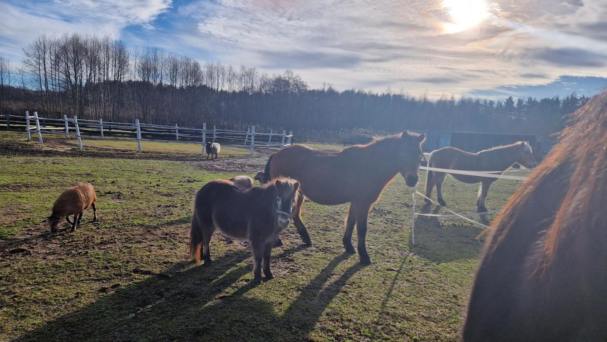 Rancho Colorado Villa Trzciel Kültér fotó